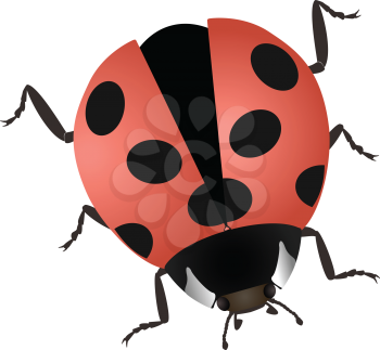 Royalty Free Clipart Image of a Ladybug 
