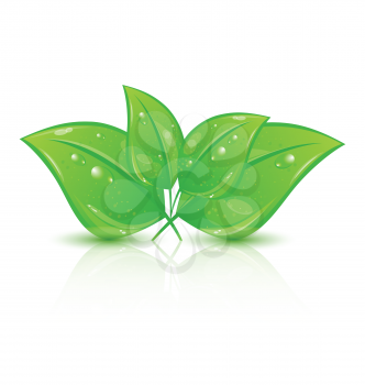 Illustration green eco leaves isolated on white background - vector