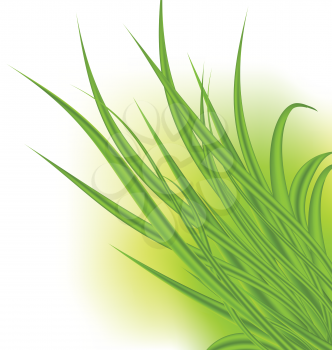 Illustration green grass isolated on white background - vector