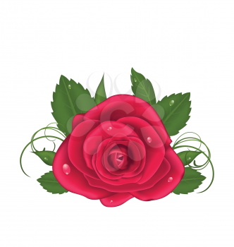 Illustration close-up beautiful rose isolated on white background - vector