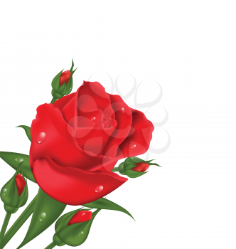 Illustration red rose isolated on white background - vector