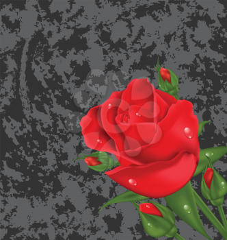Illustration beautiful rose isolated on grunge background - vector