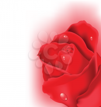 Illustration red rose for design your celebration card - vector
