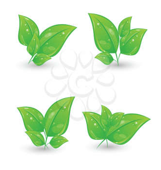 Illustration set of green eco leaves isolated on white background - vector