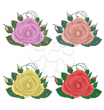 Illustration close-up set of roses isolated on white background - vector