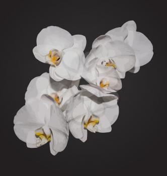 Illustration romantic beautiful orchids blossom, isolated on grey background - vector