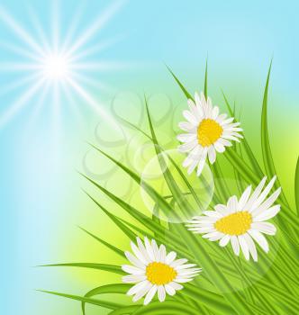 Illustration summer nature background with daisy, grass, blue sky, sunny rays - vector