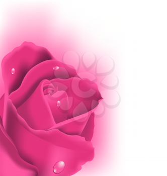 Illustration celebration card with pink rose, copy space for your text - vector