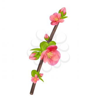 Illustration branch of Japanese Quince (Chaenomeles japonica) in bloom, isolated on white background - vector
