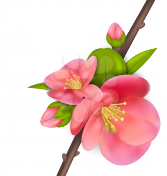 Illustration branch with buds of Japanese Quince (Chaenomeles japonica) in bloom, springtime awakening, isolated on white background - vector