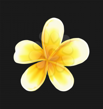 Illustration frangipani flower (plumeria) isolated on dark background - vector