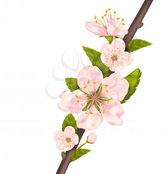 Close Up Cherry Blossom, Branch of Tree Isolated on White Background - Vector