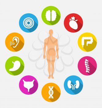 Illustration Silhouette of Male and Internal Human Organs, Colorful Flat Icons with Long Shadows - Vector
