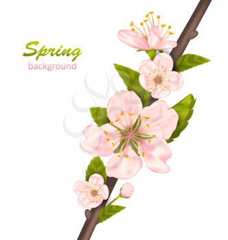 Illustration Spring Background with Cherry Blossom, Branch of Tree Isolated on White Background - Vector