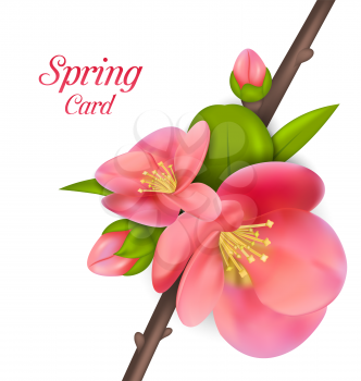 Illustration Spring Card with Branch with Buds of Japanese Quince (Chaenomeles japonica) in Bloom, Springtime Awakening - Vector