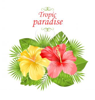 Illustration Beautiful Colorful Hibiscus Flowers Blossom and Tropical Leaves, Isolated on White Background - Vector