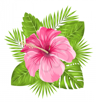Illustration Beautiful Pink Hibiscus Flowers Blossom and Tropical Leaves, Isolated on White Background - Vector
