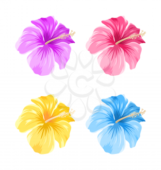 Illustration Set of Colorful Hibiscus Flowers Blossom Isolated on White Background - Vector
