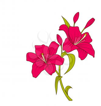 Illustration Linear Colored Sketch of Beautiful Lily Flowers Isolated on White Background. Hand Drawn Background. Copy Space for Your Text - Vector