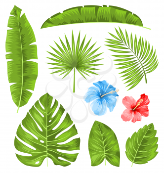 Illustration Set of Tropical Leaves, Collection Plants Isolated on White Background - Vector
