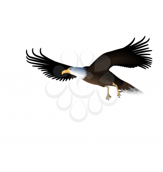 Illustration Flying Eagle Isolated on White Background - Vector