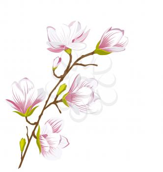 Illustration Cute Magnolia Branch, Blossom Flowers. Summer and Spring Floral Background - Vector
