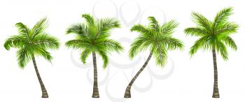 Illustration Set Realistic Palm Trees Isolated on White Background - Vector