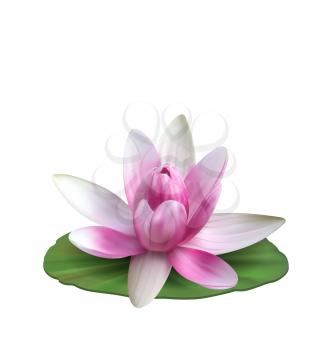 Water Lily, Nenuphar, Spatter-dock, Pink Lotus on Green Leaf. Flower Isolated on White Background - Illustration Vector