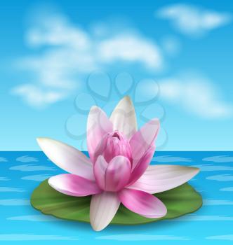 Water Lily, Nenuphar, Spatter-dock, Pink Lotus on Green Leaf. Flower Exotic - Illustration Vector