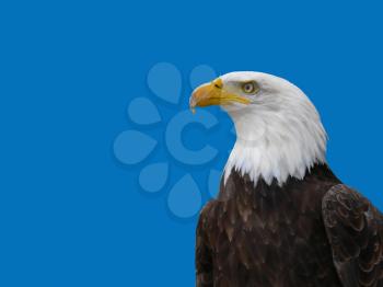 Royalty Free Clipart Image of an American Eagle
