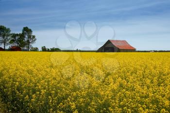 Royalty Free Photo of a Rape Field and Barn