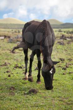 Royalty Free Photo of a Horse on Easter Island