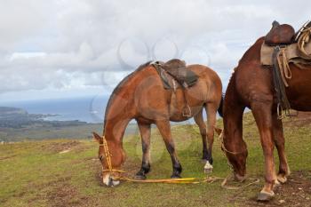 Royalty Free Clipart Image of Horses on Easter Island