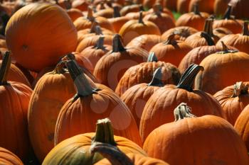 Royalty Free Photo of a Pumpkin Background