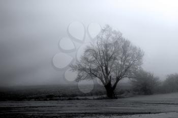 Royalty Free Photo of a Foggy Landscape and a Tree
