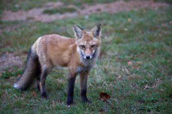 Red North American fox cub, grass background