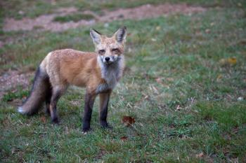 Red North American fox cub, grass background