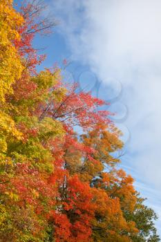 Colorful fall maple tree leafs