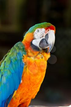 Colorful Parrot - Blue Yellow Macaw 