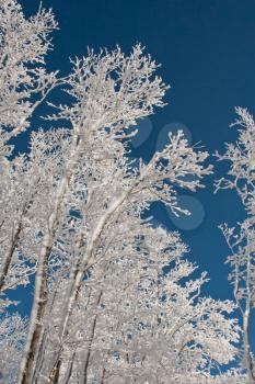 Winter Trees In Snow