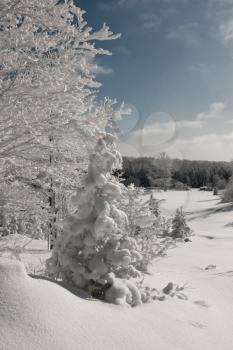 Winter Trees In Snow