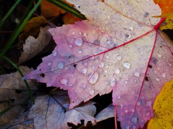 Royalty Free Photo of Autumn Leaves With Water Drops