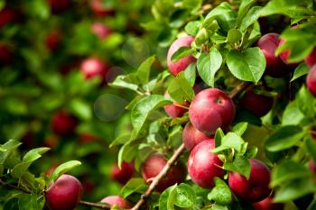 Organic red ripe apples on the orchard tree with green leaves closeup