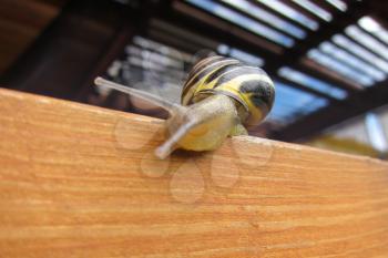 Freshwater garden snail slug slowly crawls on the orange wooden beam 