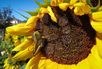 Green grasshopper eats and damages blooming sunflower closeup