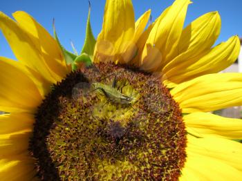 Green grasshopper eats and damages blooming sunflower closeup