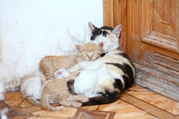 Cute cat and her kittens sleeping beside a door