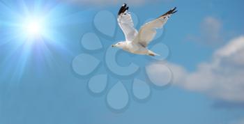 flying seagull against blue sky with sun