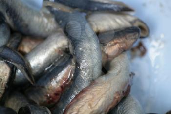 Fresh raw sea stone eel on white plate