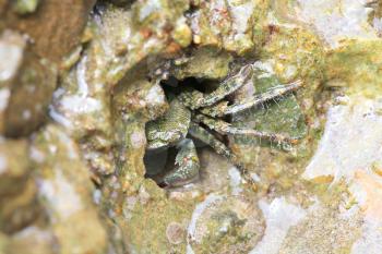 green crab in the hole of rock in the sea